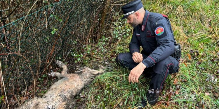 Intervento dei carabinieri forestali in boschi vicini alla città