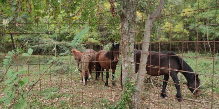 Vagavano vicino all'Aurelia. Oipa: 'Sindaco Tarquinia chiarisca'