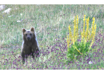 L'annuncio del Parco su analisi Ispra