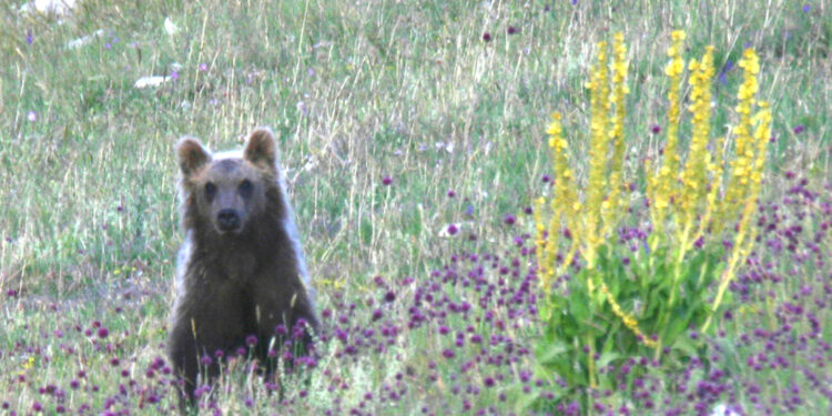 L'annuncio del Parco su analisi Ispra