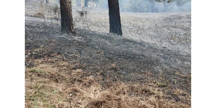 I roghi non danno tregua ai vigili del fuoco