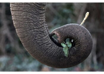 Bbc: 'L'attacco nel parco nazionale di Kafue'