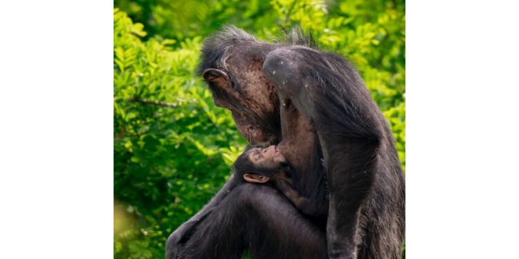 E' il primo 'verus' nato in un giardino zoologico italiano