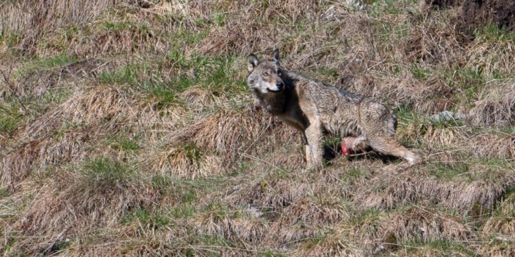 Vittima probabilmente di un atto di bracconaggio