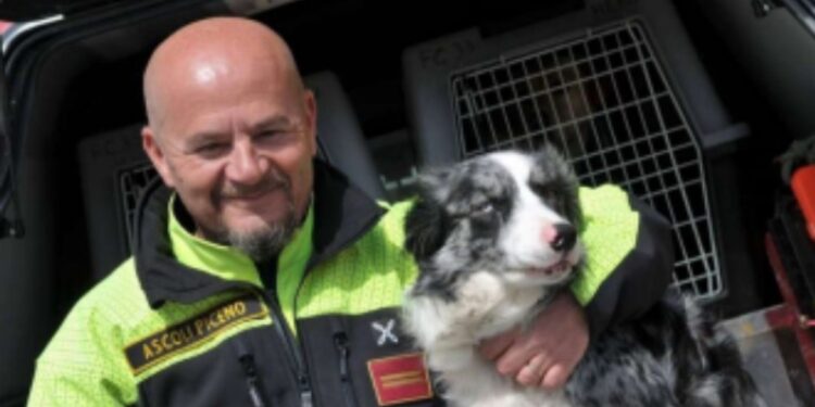 Femmina di border collie