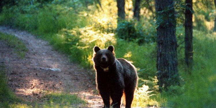 Sono sbucati all'improvviso e poi sono scappati nel bosco