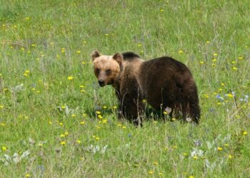 Parco Nazionale d'Abruzzo chiude sentiero