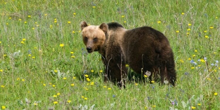 Parco Nazionale d'Abruzzo chiude sentiero