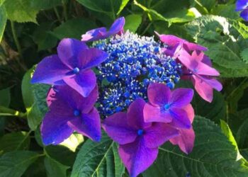 I fiori coloreranno la via principale del borgo nel Viterbese