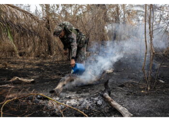 Nel 2024 le fiamme hanno distrutto 500.000 ettari di vegetazione