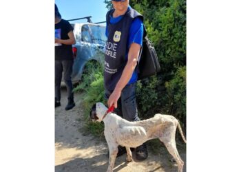 La cagnolina salvata dalle guardie zoofile dell'Oipa a Oristano
