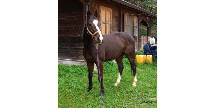 Nel rifugio della 'Italian horse protection' che chiede indagini