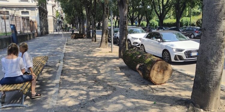 Piante abbattute e poi recuperate contro il parcheggio selvaggio