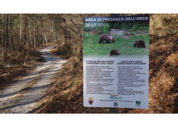 Sul posto una squadra specializzata del Corpo forestale trentino