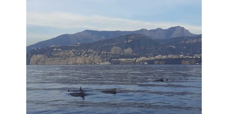 Filmati dall'associazione Oceanomare Delphis Onlus