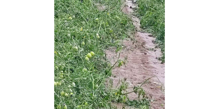 Dopo la tempesta alla Cascina Mezzano di Solero ad Alessandria