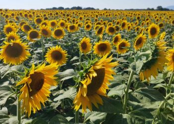 Il campo di girasoli di Pozzolo (frazione di Brenna)