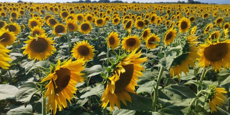 Il campo di girasoli di Pozzolo (frazione di Brenna)