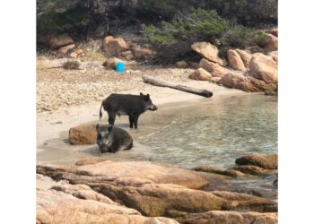 Appello al sindaco La Maddalena per stop