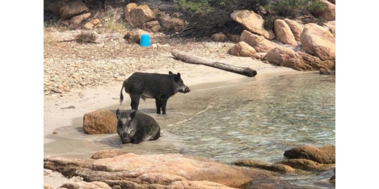 Era in compagnia dei genitori in visita alla Maddalena