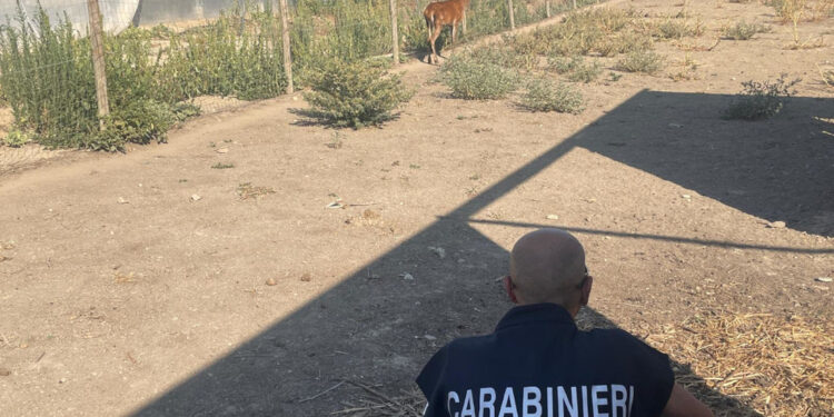 Denunciato cagliaritano che deteneva l'esemplare specie protetta