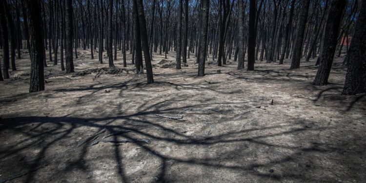 Circoscritto il rogo sviluppatosi nell'area boschiva di Gragnano