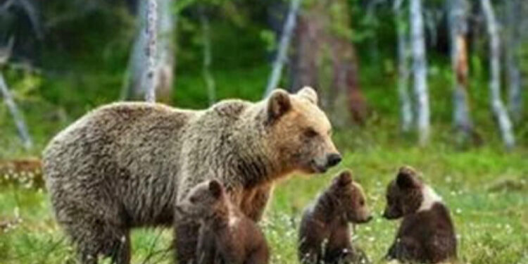 L'annuncio del Parco dei lupi e degli orsi della Foresta Nera