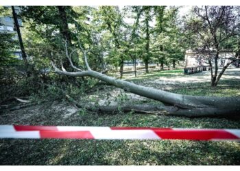 Prosegue intanto messa in sicurezza di alberi