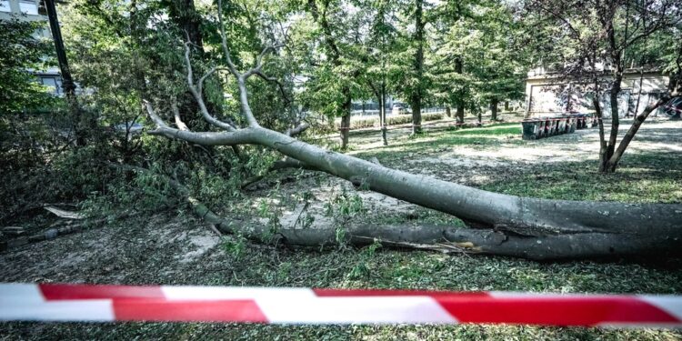 Prosegue intanto messa in sicurezza di alberi