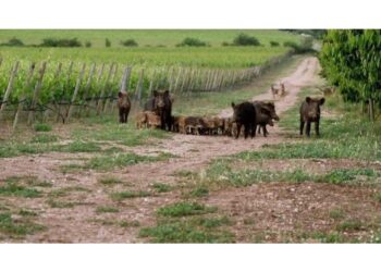 Per contenimento di questi animali tra cui si diffonde malattia