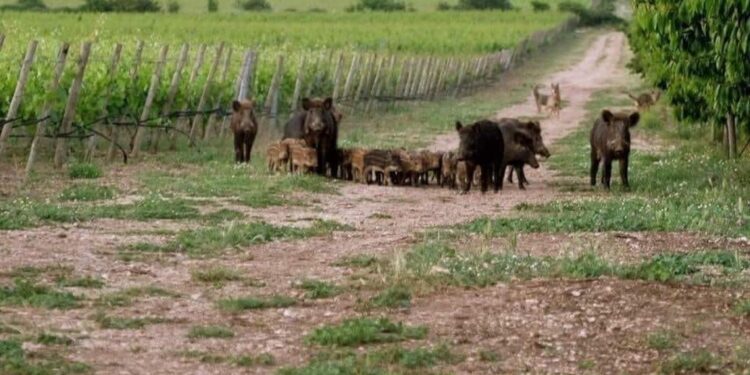 Per contenimento di questi animali tra cui si diffonde malattia