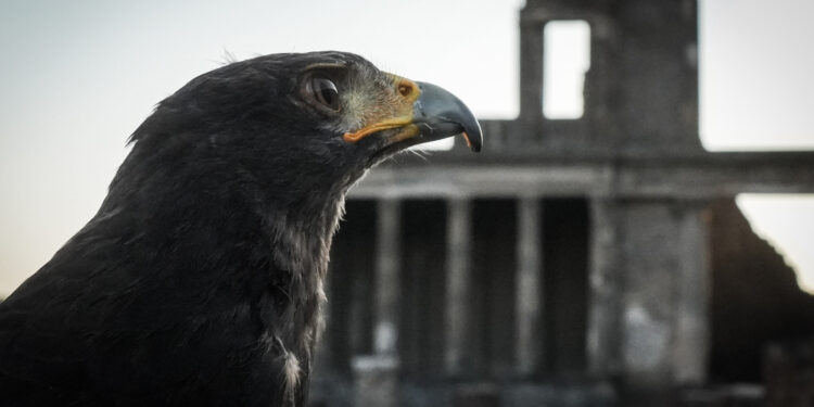 Dopo 2 anni bilancio è positivo: rapaci mettono in fuga colombi