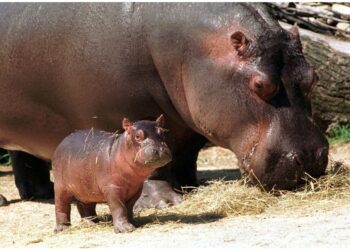 Gli animali importati dal boss Escobar pregiudicano l'ambiente