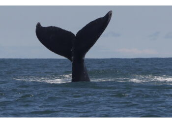 Il cetaceo è stato avvistato nello stretto di Oresund