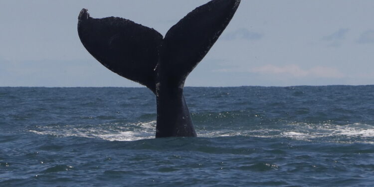 Il cetaceo è stato avvistato nello stretto di Oresund