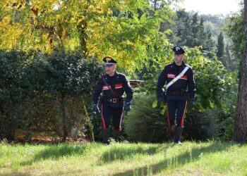 Blitz Cc in campi di coltivazione di canapa. Sospesa l'attività