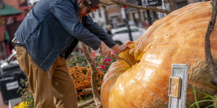 Coltivata in Minnesota. Record raggiunto nel 2023 con 1.247 kg