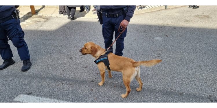 Presi da polizia penitenziaria mentre spedivano con drone