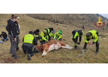 Operazione in quota in Friuli con vigili del fuoco e veterinari