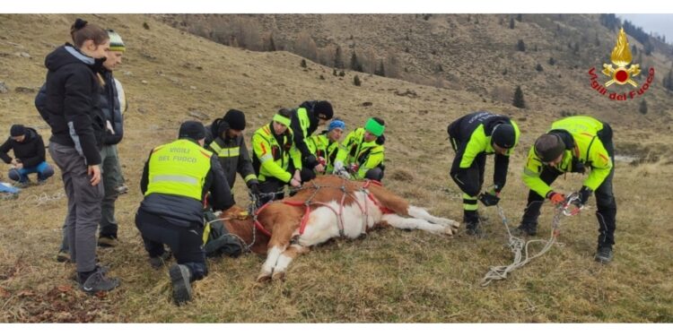 Operazione in quota in Friuli con vigili del fuoco e veterinari