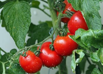 clima lombardia pomodoro