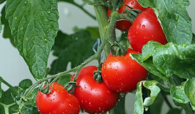 clima lombardia pomodoro