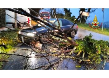 Molti alberi caduti anche su auto. Pioggia e mareggiate