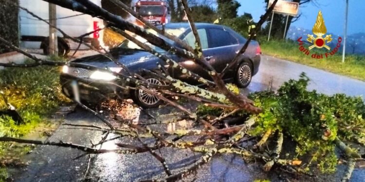 Molti alberi caduti anche su auto. Pioggia e mareggiate