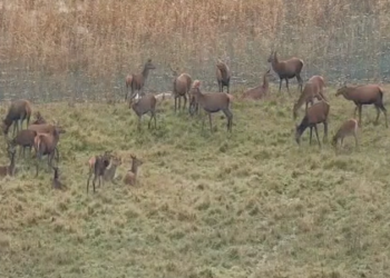 cervi e cinghiali fauna selvatica