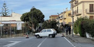 Alberi abbattuti a Paola e Santa Maria del Cedro