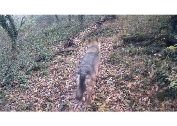 L'animale selvatico salvato nei pressi del Naviglio Grande