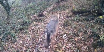 L'animale selvatico salvato nei pressi del Naviglio Grande