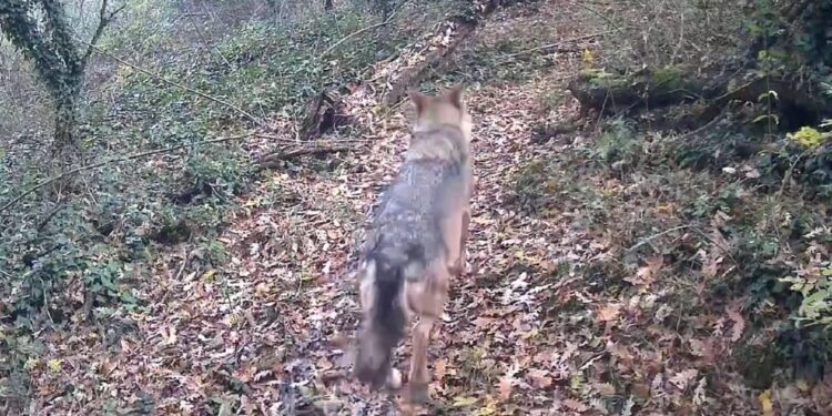 L'animale selvatico salvato nei pressi del Naviglio Grande