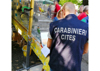 Indagini dei carabinieri forestali tra Fvg e Veneto